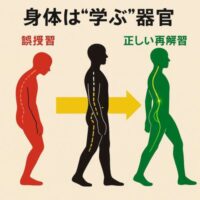 赤い崩れた姿勢、黄色の移行姿勢、緑の整った姿勢の3段階で、身体が“誤学習から再学習”へ変化していく様子を示したイラスト。