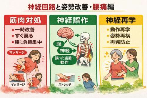 腰痛の原因と改善を、赤は筋肉対処、緑は神経誤作、黄は神経再学の三段階で示した図解イラスト。マッサージによる一時改善から、神経回路を学び直して再発を防ぐ流れを表している。