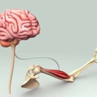 マッサージによる一時的な改善と、神経回路を整えることで再発しない身体になる違いを示したイラスト