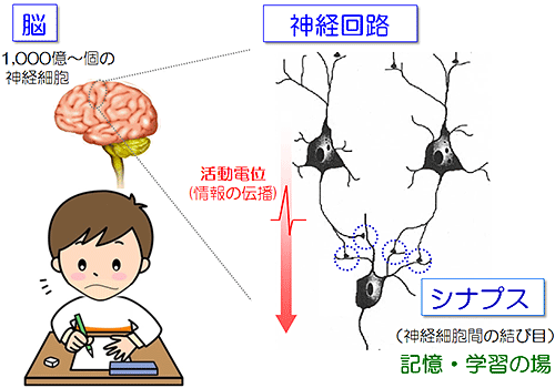 誤った動作（赤）から一時的に整った動作（黄）を経て、無意識でも安定する正しい動作（緑）へ。脳の神経回路が再教育され、戻らない身体になる過程を示した図。