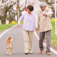 桜並木の道を、手をつないだ高齢夫婦が犬の散歩をしながら笑顔で歩いている様子。