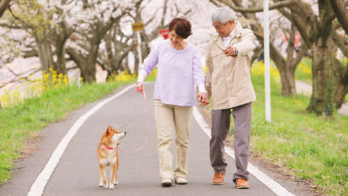 桜並木の道を、手をつないだ高齢夫婦が犬の散歩をしながら笑顔で歩いている様子。
